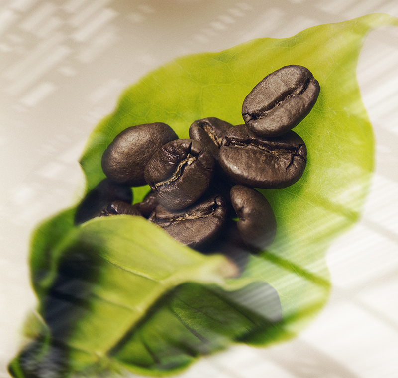 coffee_beans_between_leaves