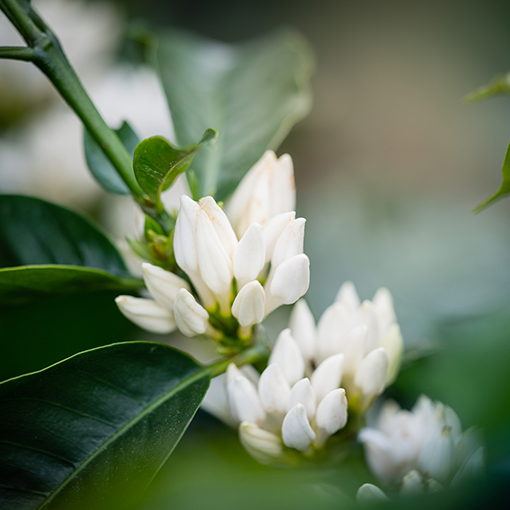 coffea_flowers_three_images