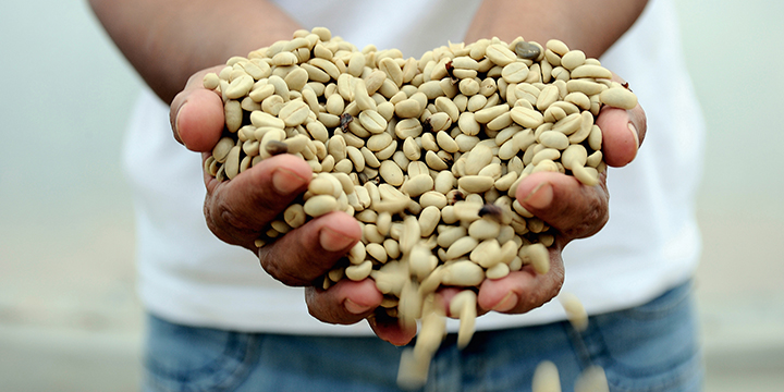 coffee_farmer_holding_coffee_beans_01