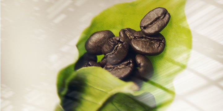 Coffee beans on a coffee leaf