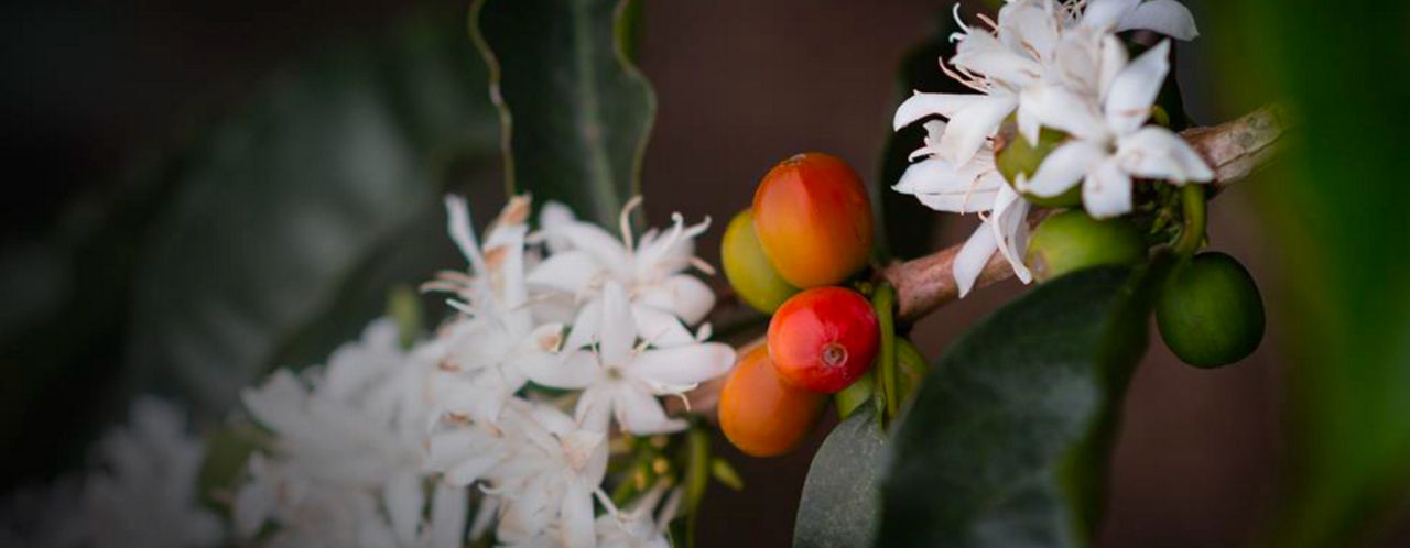 21.03.31_coffee-flower_new-hero-banner_1920x747